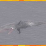 大阪湾のクジラ死ぬ【上空からの最新映像】海面から体の一部が見えるも全く動かず　大阪府が対応協議