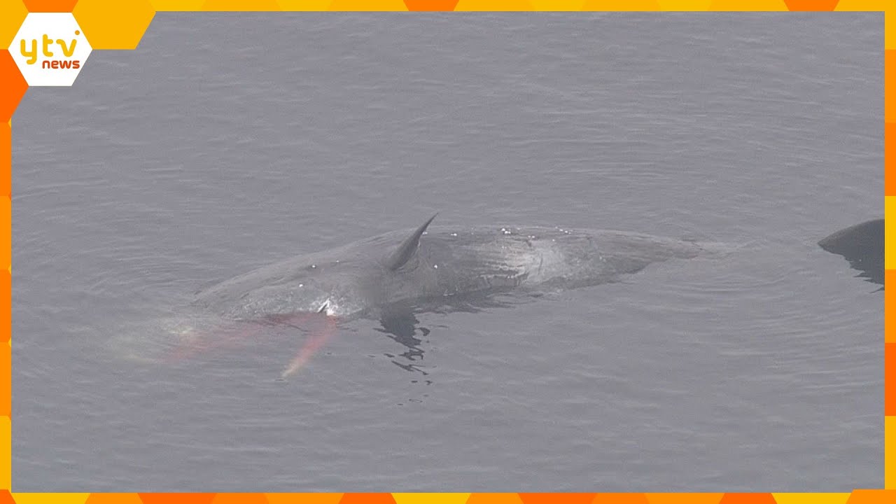 大阪湾のクジラ死ぬ【上空からの最新映像】海面から体の一部が見えるも全く動かず 大阪府が対応協議