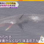 大阪湾に迷い込み死んだクジラ　堺市の産廃最終処分場に埋設へ　1年～2年後に骨格を取り出す想定