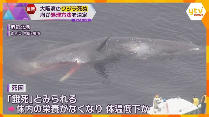 大阪湾に迷い込み死んだクジラ　堺市の産廃最終処分場に埋設へ　1年～2年後に骨格を取り出す想定
