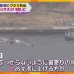 「海に戻すよりも費用かさまない」大阪湾で死んだクジラは堺市内に“埋設”で決定　府が緊急会議