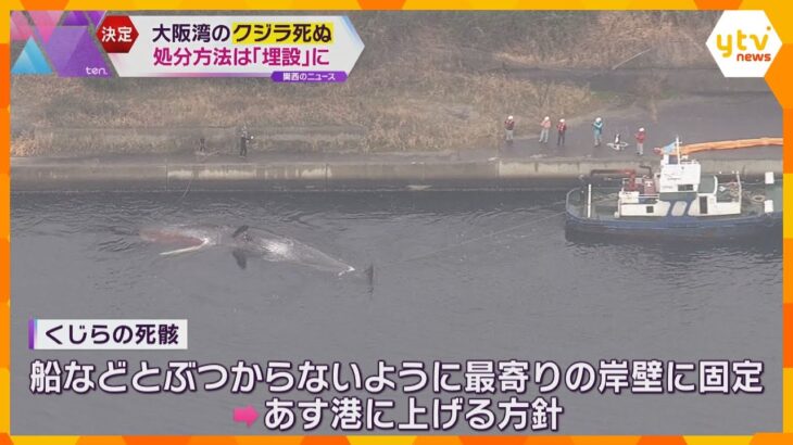 「海に戻すよりも費用かさまない」大阪湾で死んだクジラは堺市内に“埋設”で決定　府が緊急会議