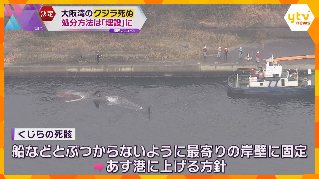 「海に戻すよりも費用かさまない」大阪湾で死んだクジラは堺市内に“埋設”で決定　府が緊急会議