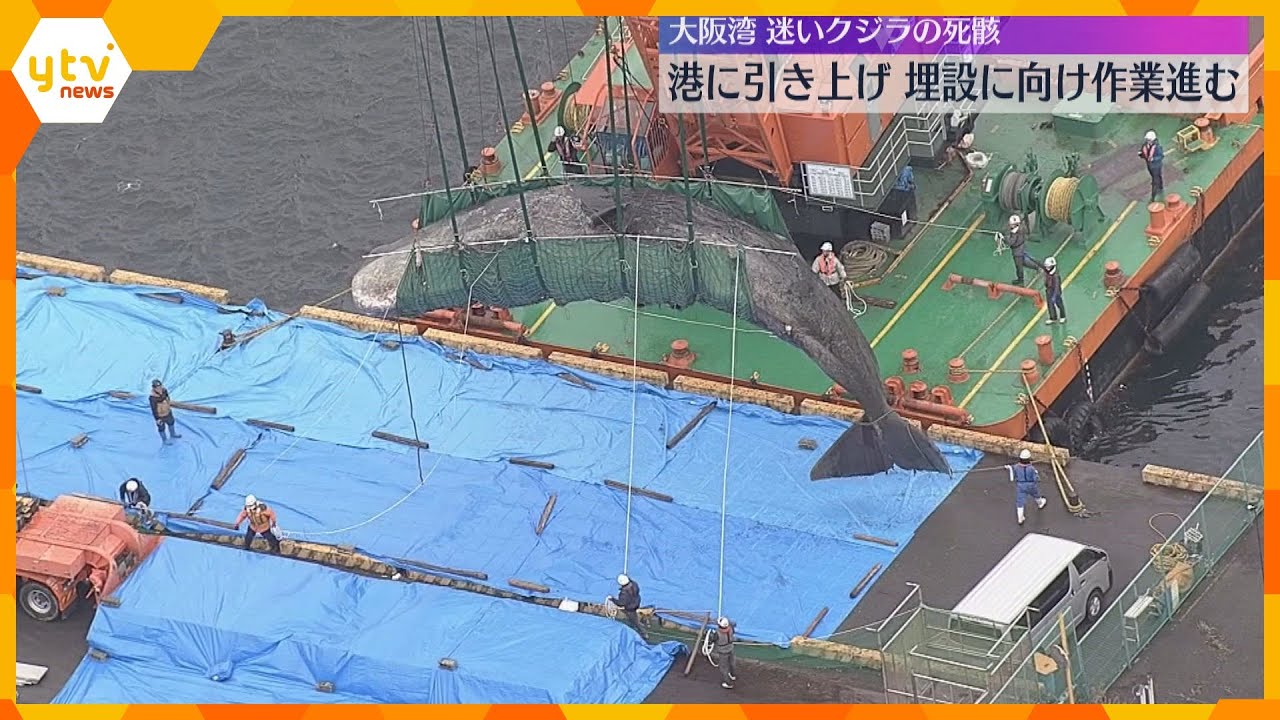 大阪湾に迷い込んだクジラの死骸を港に引き上げ 廃棄物処理場に運搬して地中に埋設へ 知事も見守る