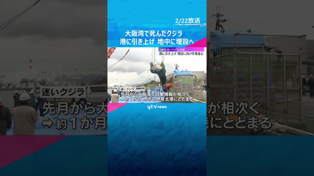 【安らかに】大阪湾の“迷いクジラ”の引き揚げ作業 地中に埋設へ #shorts #読売テレビニュース