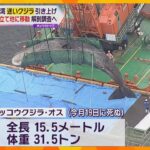 大阪湾の “迷いクジラ” 引き上げ廃棄物処理場へ　解剖調査を行い、死因や迷い込んだ原因究明目指す