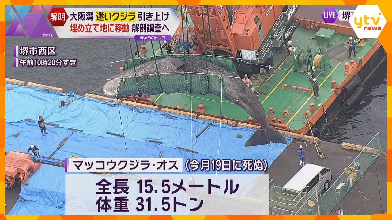 大阪湾の “迷いクジラ” 引き上げ廃棄物処理場へ 解剖調査を行い、死因や迷い込んだ原因究明目指す