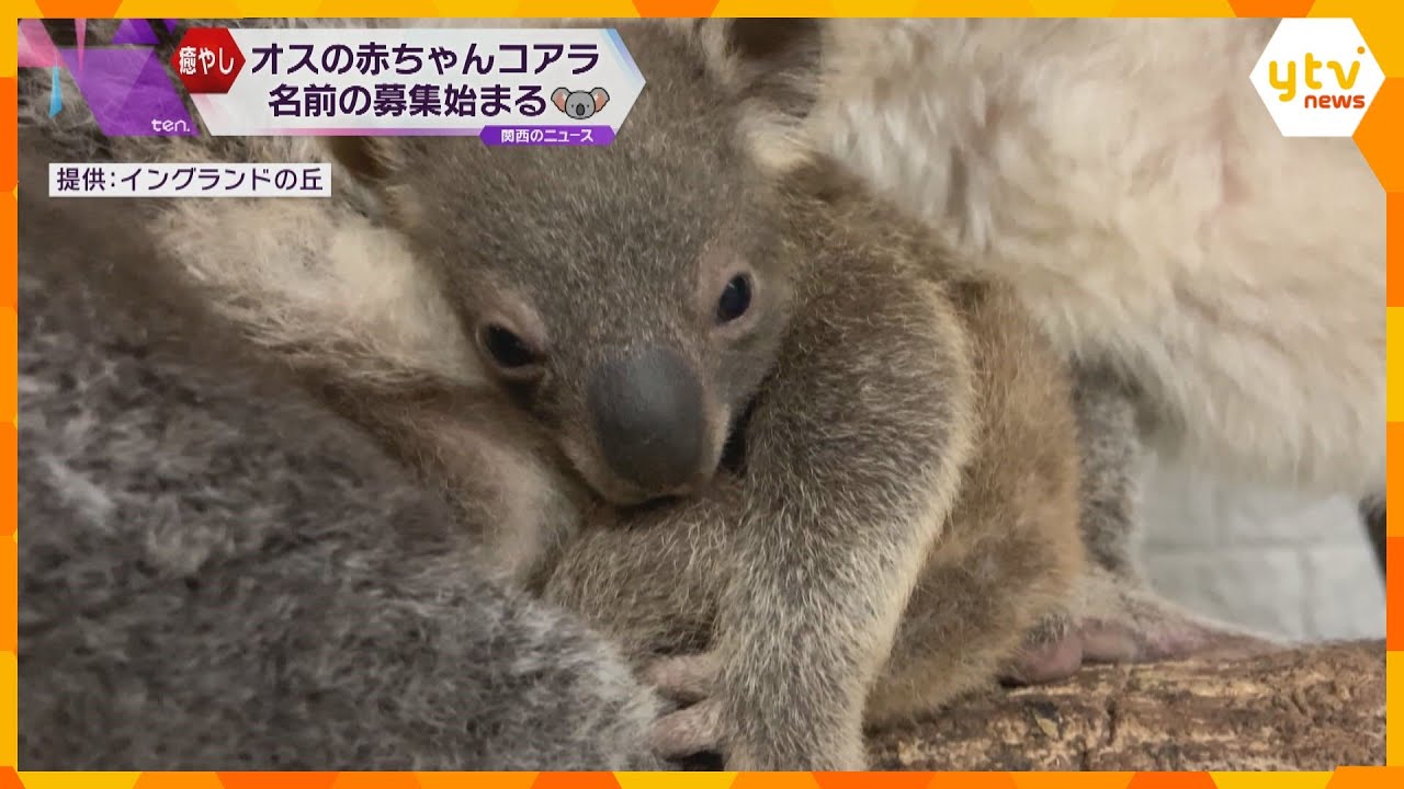 コアラのオスの赤ちゃんの名前募集　淡路島「イングランドの丘」で去年7月誕生　名前は4月中旬に発表