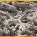 大阪湾内でのイカナゴ漁を初の自主休漁に　今年の資源量は近年の不漁の中でも最低レベルと予測　大阪府