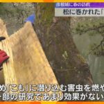 彦根城で「こも外し」約100本の松に巻かれた「こも」外し燃やして害虫駆除　5日は二十四節気の啓蟄