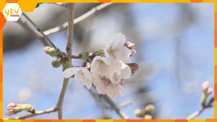 京都で桜の開花発表　二条城で平年より3日遅い開花　29日の最高気温22.7℃　近畿で今シーズン初