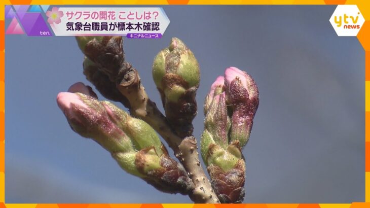 サクラの開花予想　京都は30日、大阪は31日　寒気の影響で気温の低いが続いたため…