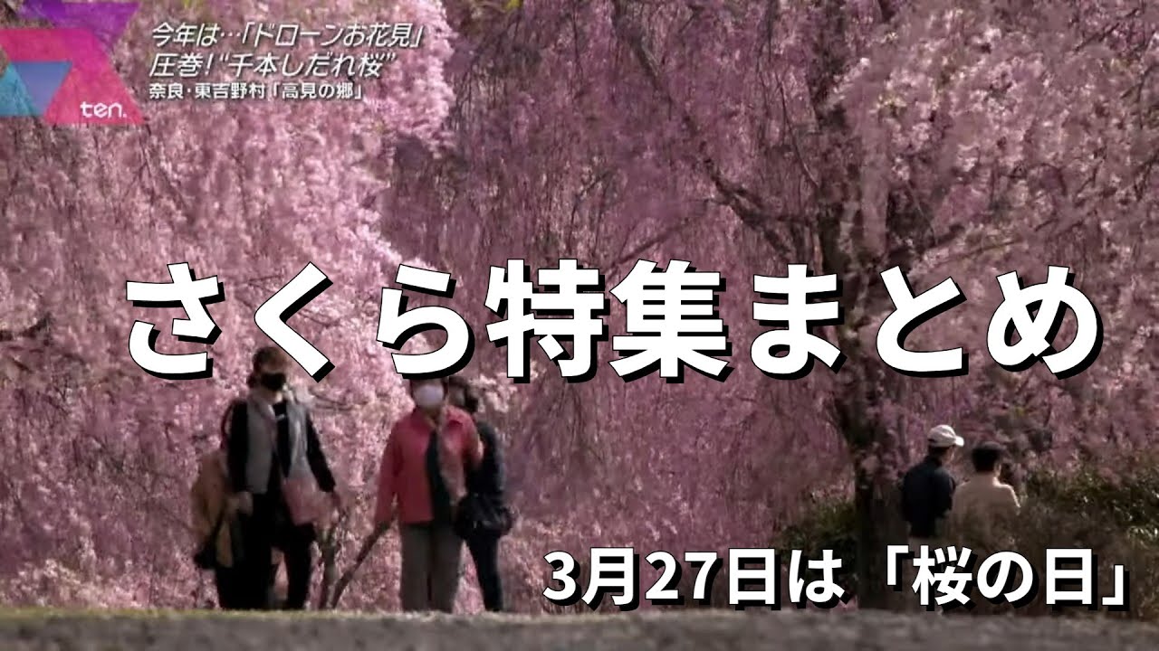 3月27日は“桜の日”【桜特集まとめ】「竹田城跡」天空の奇跡“桜×雲海”/奈良・東吉野村「高見の郷」 圧巻！“千本しだれ桜”/滋賀・高島市「海津大崎」 etc【かんさい情報ネット ten.】