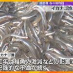 「例年の4分の1」イカナゴ漁が播磨灘で解禁も…記録的な不漁続き大阪湾では今年の漁取りやめ
