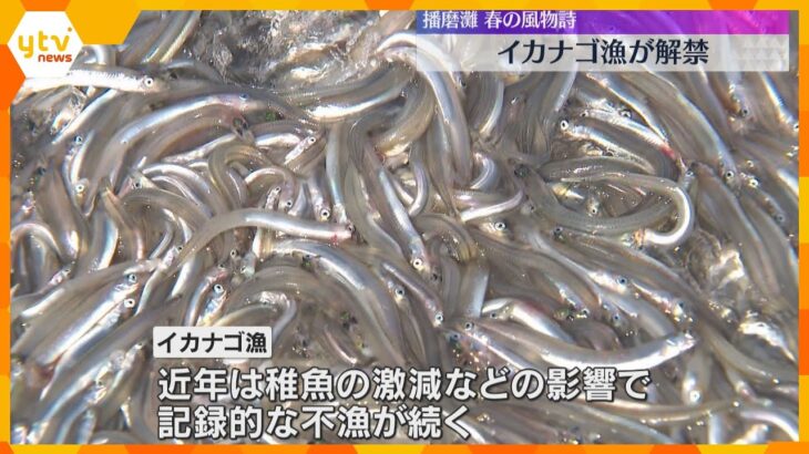 「例年の4分の1」イカナゴ漁が播磨灘で解禁も…記録的な不漁続き大阪湾では今年の漁取りやめ