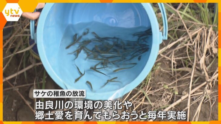 成長して戻ってきて！約5センチのサケの稚魚放流　16、17日の2日間で約5万匹　福知山市の由良川