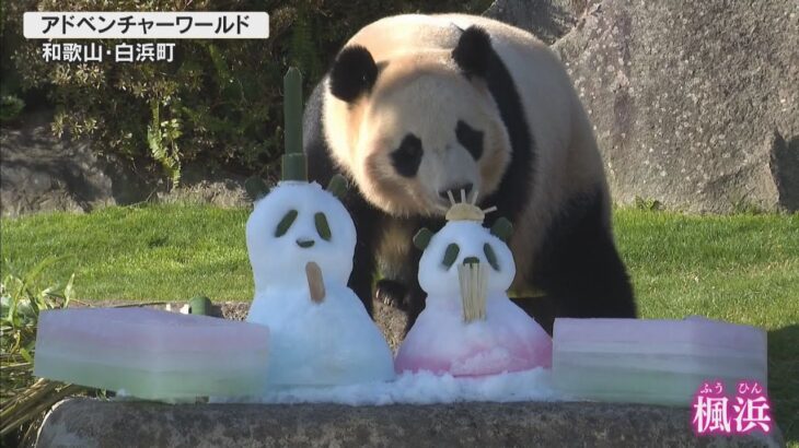 アドベンチャーワールドのジャイアントパンダ・楓浜にひな祭りのプレゼント　和歌山・白浜町