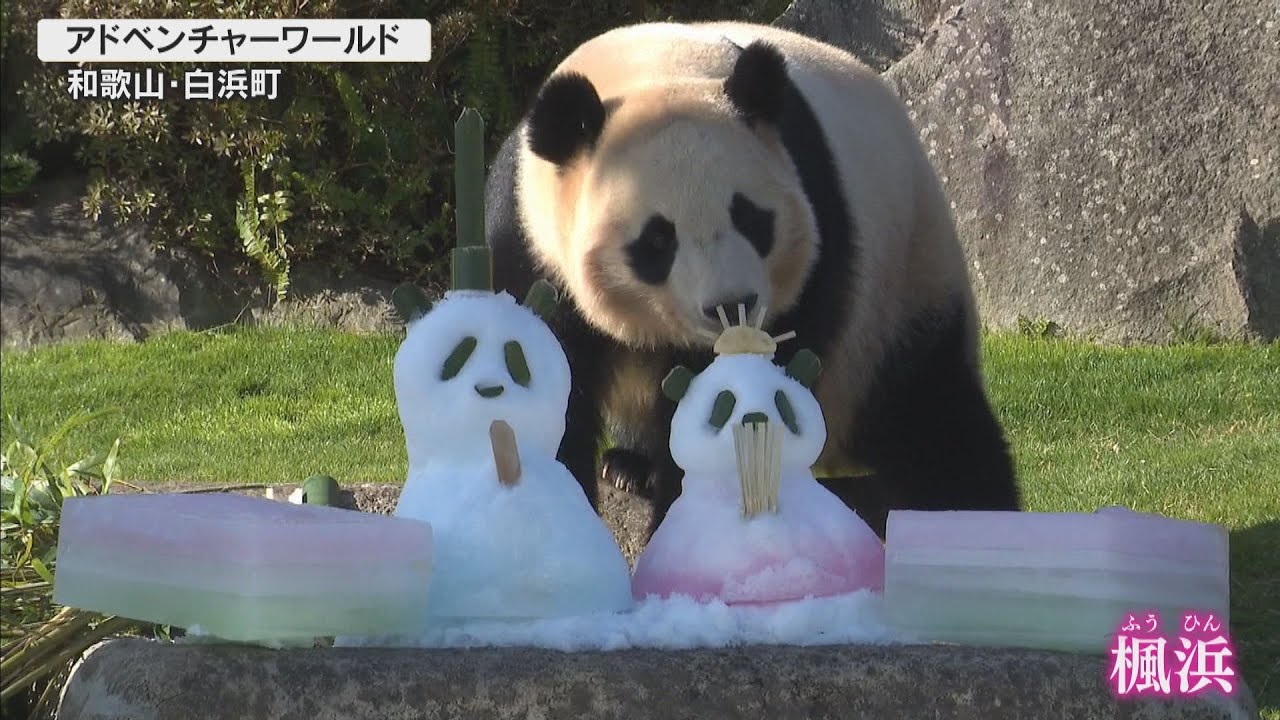 アドベンチャーワールドのジャイアントパンダ・楓浜にひな祭りのプレゼント 和歌山・白浜町