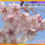 早咲きの「ハツミヨザクラ」が見ころ　春の訪れを感じさせる、淡いピンク色の花　滋賀・大津市