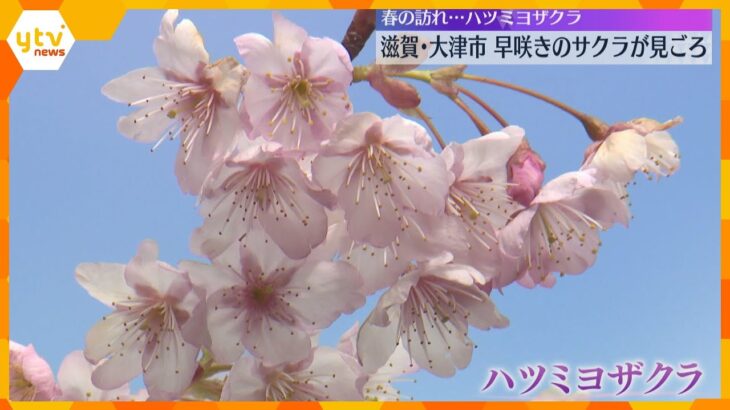 早咲きの「ハツミヨザクラ」が見ころ　春の訪れを感じさせる、淡いピンク色の花　滋賀・大津市