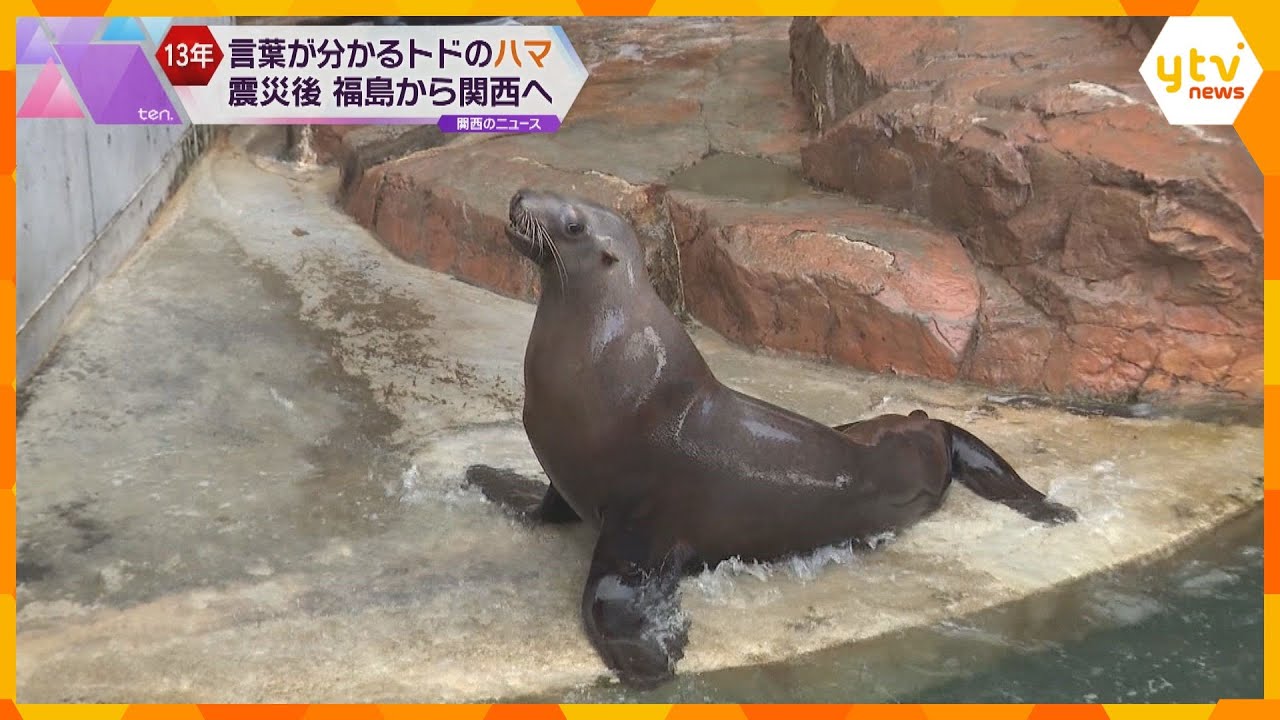 日本一言葉がわかるトド　赤ちゃんの息子とともに届ける元気と希望　震災で福島から兵庫へ避難
