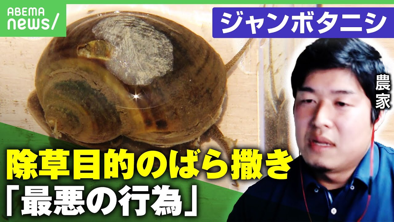 【怒り】「最悪の行為」除草目的で“ジャンボタニシ”ばら撒き？日々対峙する農家の苦悩｜アベヒル
