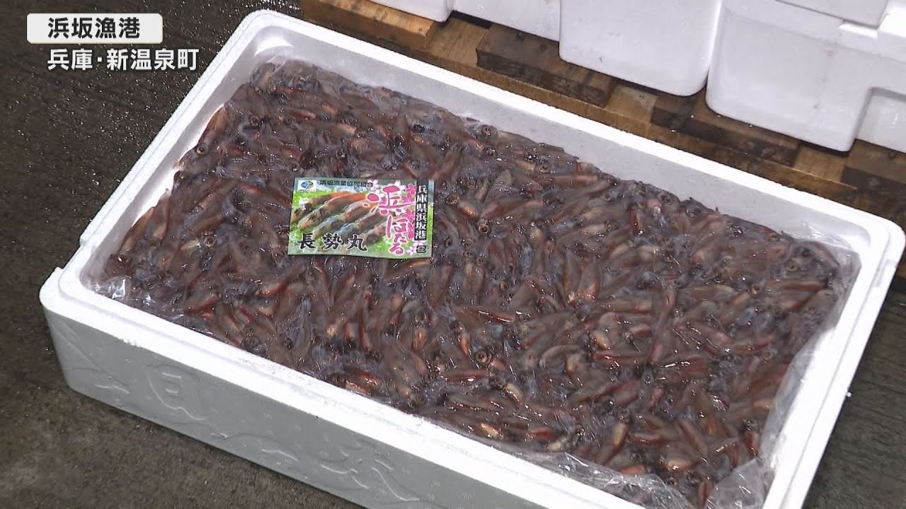 小ぶりでもプリプリ　ホタルイカ漁最盛期　兵庫・浜坂漁港