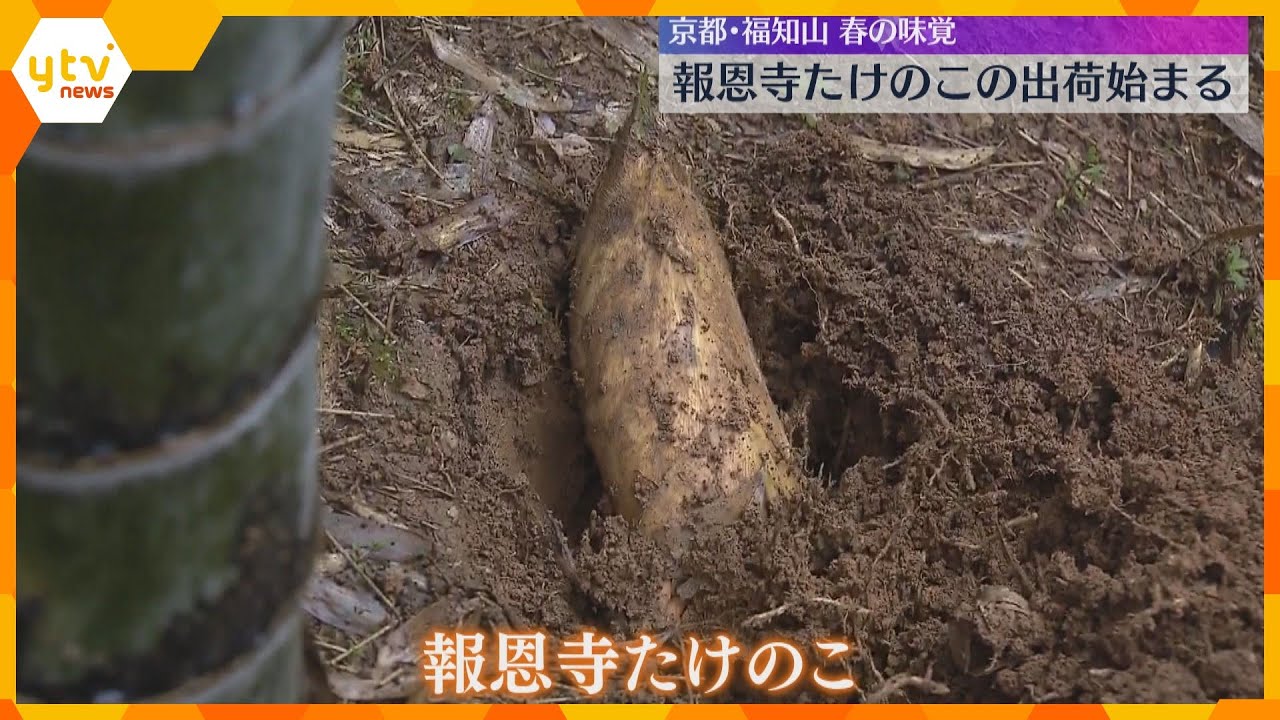 やわらかくアクが少ない春の味覚「報恩寺たけのこ」出荷始まる　収穫量は去年の3分の1　京都・福知山
