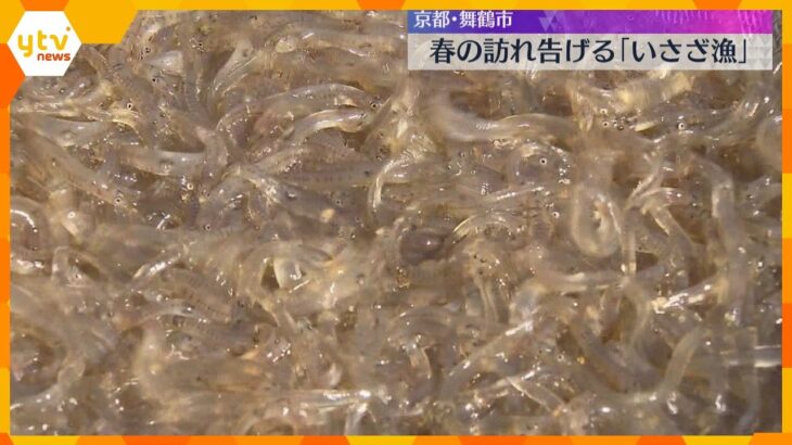 【春よ来い】“春を呼ぶ魚”シロウオを籠に追い込んで…春の訪れを告げる「いさざ漁」　京都府・舞鶴市