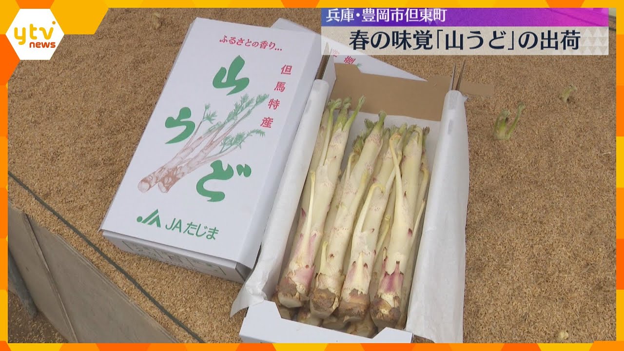 春の味覚「山うど」出荷が最盛期　ほろ苦くシャキシャキ　今シーズンは収穫量少なめでも品質は上々