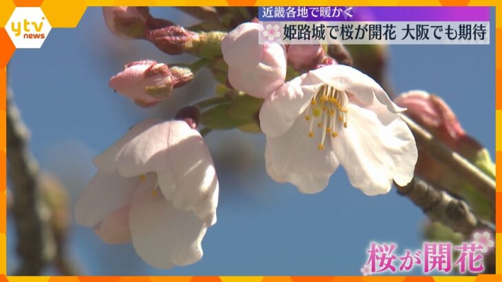 世界遺産・姫路城で「桜」が開花　大阪でも期待！29日は各地で4月下旬から5月上旬なみの暖かさに