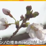 【いよいよ春本番】大阪で桜の開花が発表　去年より11日遅く平年より3日遅い観測　和歌山でも開花　