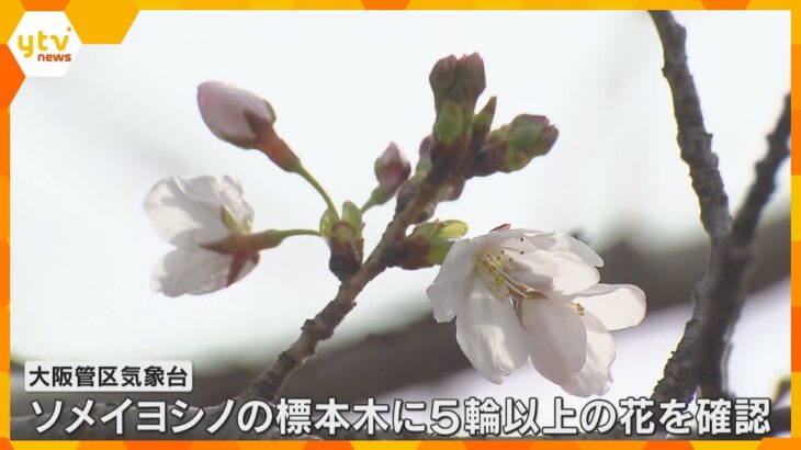 【いよいよ春本番】大阪で桜の開花が発表　去年より11日遅く平年より3日遅い観測　和歌山でも開花　
