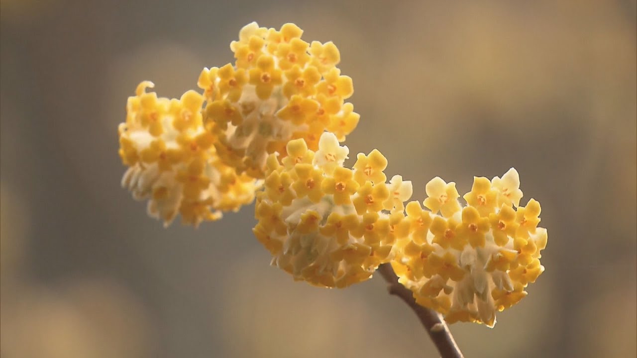 春を告げる黄色いミツマタの花が見ごろ　山の斜面を覆いつくす黄色い可憐な花　京都・綾部市