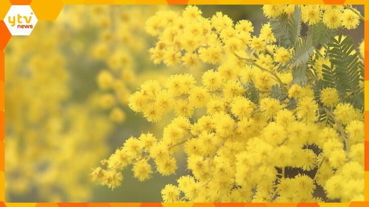 8日は「国際女性デー」シンボルのミモザの花が見ごろ　ふさふさした丸い形の黄色い花　大阪・枚方市
