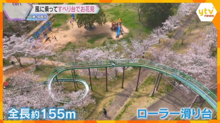 「きれーい！」映像で楽しむ一味違う桜　全長155ｍの滑り台で“春の風”感じるお花見　兵庫・加西市
