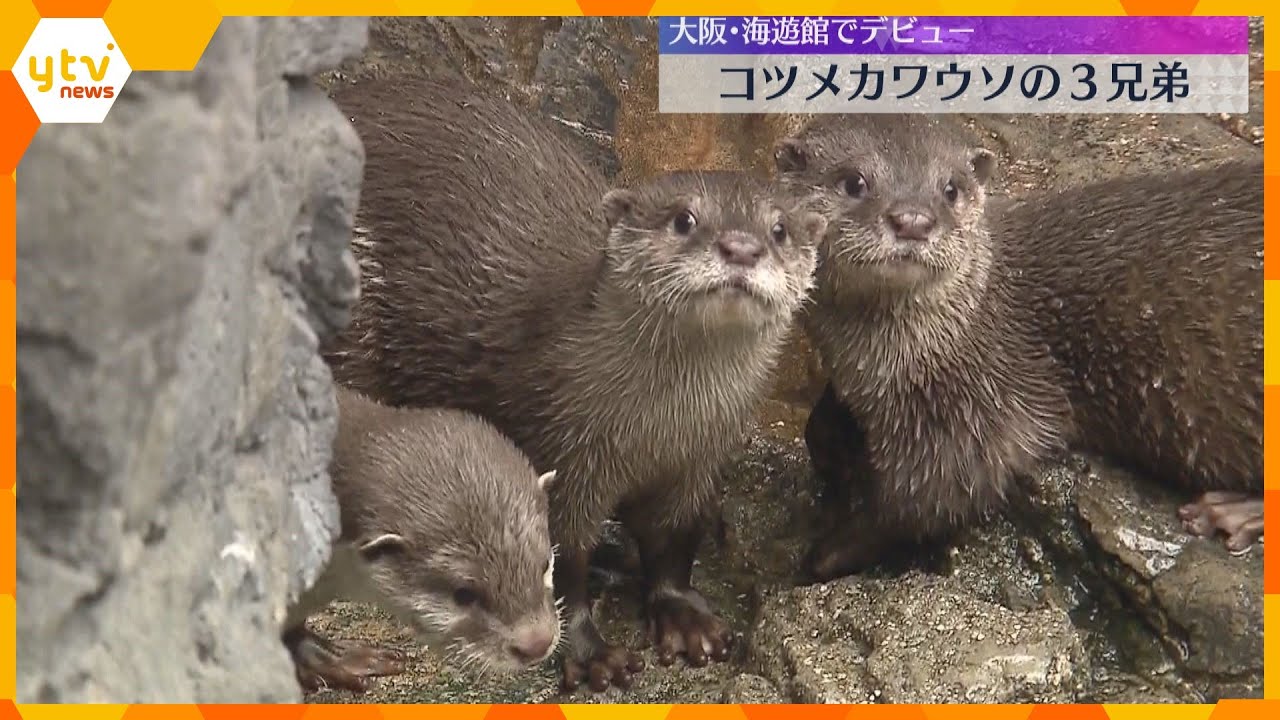去年生まれたコツメカワウソ3兄弟がデビュー　泳いだりエサを食べたり愛らしい姿　大阪・海遊館