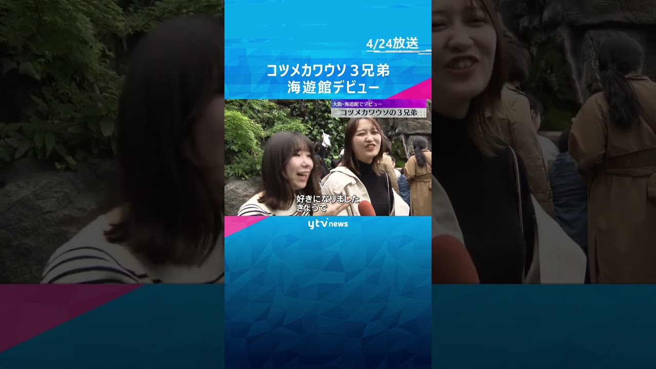 「ヒノキ」「ブナ」「ミョウガ」コツメカワウソ3兄弟がデビュー　#shorts #読売テレビニュース