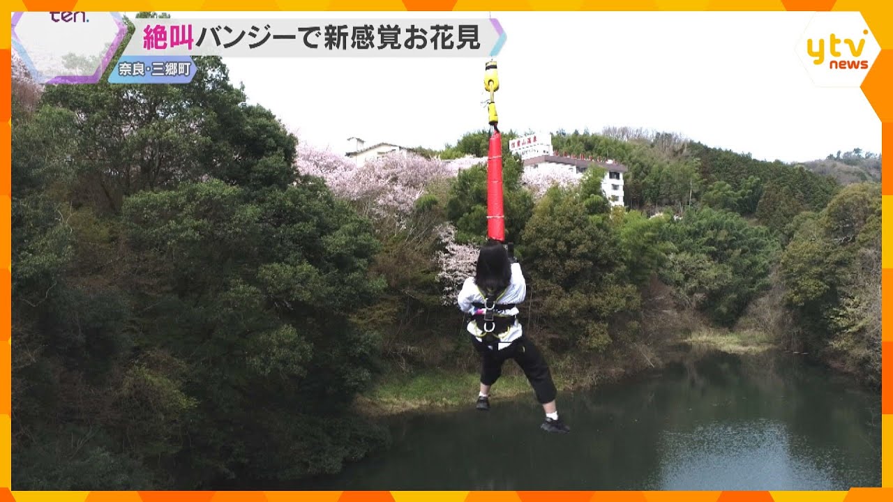 桜の絶景に絶叫も　高さ30メートル「開運橋」からのバンジージャンプで新感覚お花見　奈良・三郷町