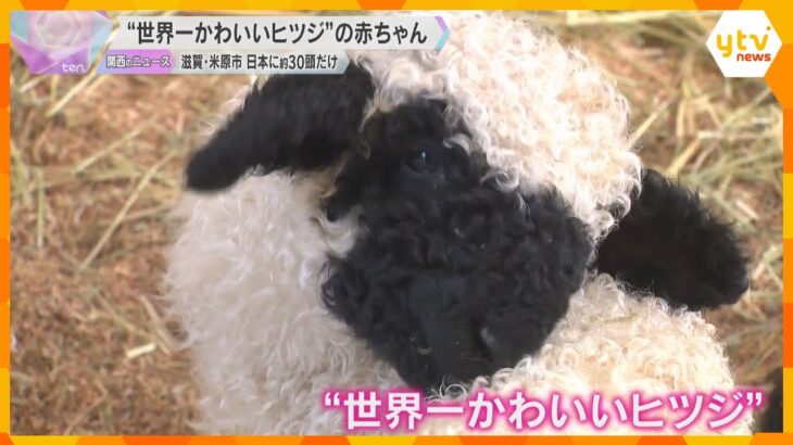 日本にわずか30頭ほど「世界一かわいいヒツジ」の赤ちゃん誕生　5日から一般公開へ　滋賀・米原市