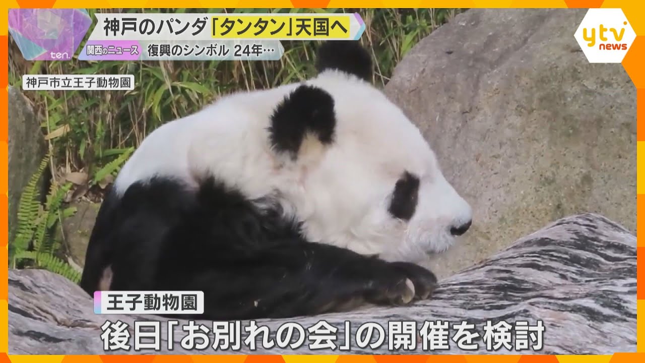 【映像で振り返る】愛くるしさで人気「タンタン」天国へ　復興のシンボルも、死産に病…波乱の生涯に幕