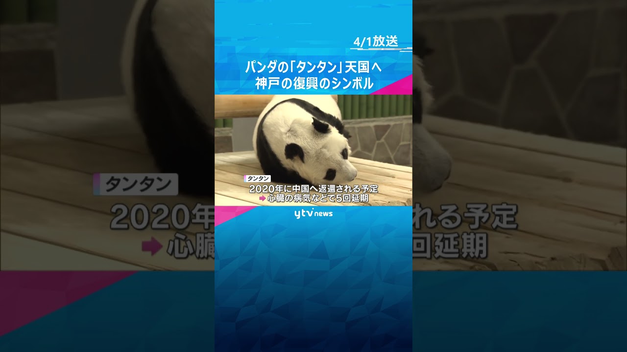 【安らかに…】国内最高齢のパンダ「タンタン」天国へ　#shorts #読売テレビニュース #パンダ #タンタン