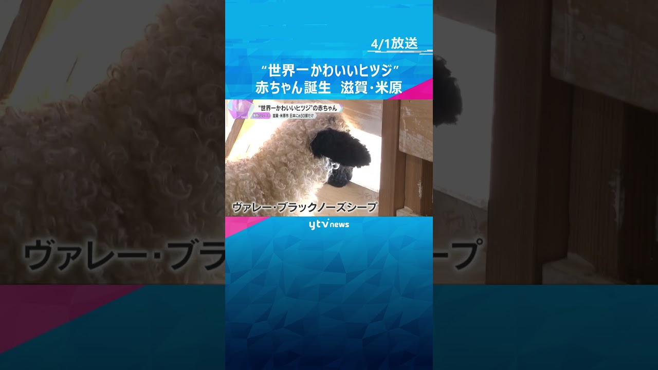 【誕生！】“世界一かわいいヒツジ”の赤ちゃん誕生　日本にわずか30頭ほど　#shorts #読売テレビニュース