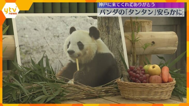 「安らかに」「ありがとう」天国へ旅立ったパンダ「タンタン」の献花台設置　神戸市・王子動物園