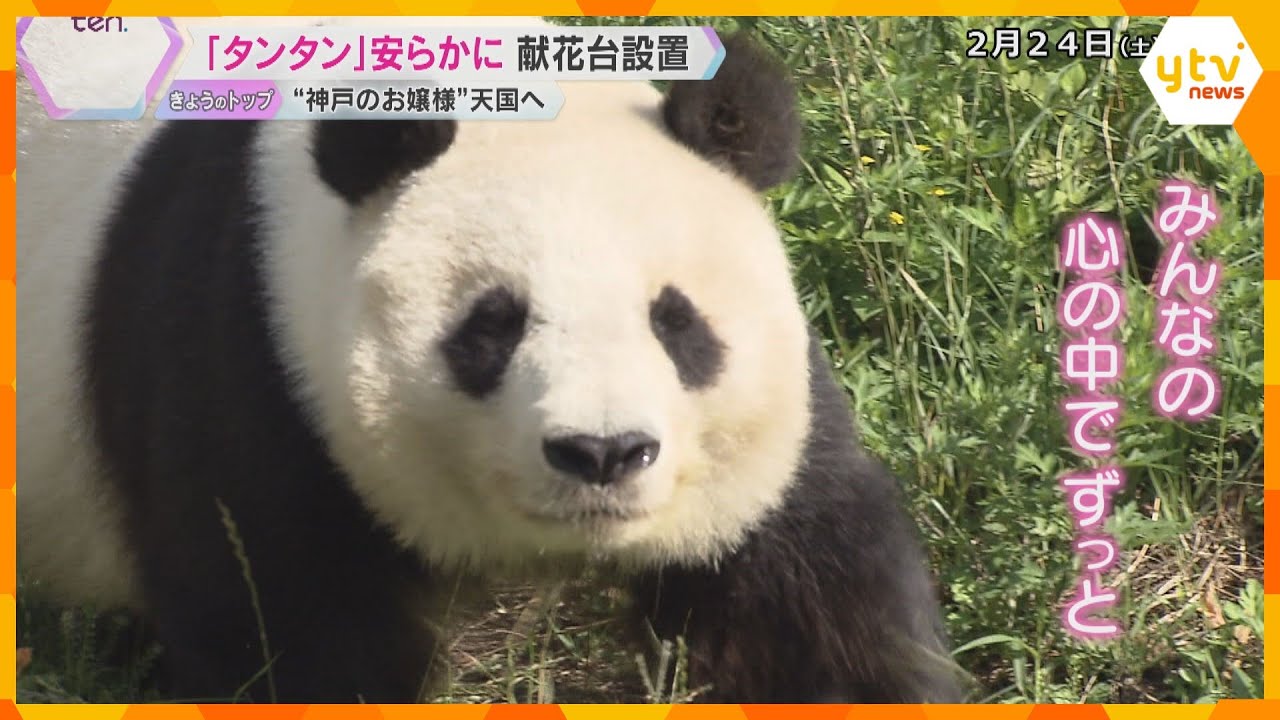 泣き崩れるファンも…「笑顔にしてくれてありがとう」“神戸のお嬢様” 天国へ「タンタン」との別れ