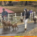 高原の広場へお引越し　毎年恒例、ヤギとミニチュアホースが「ふれあい広場」へ　京都・碇高原牧場