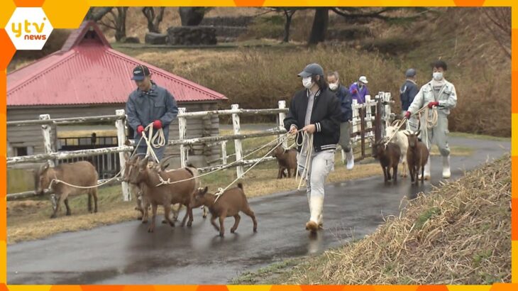 高原の広場へお引越し　毎年恒例、ヤギとミニチュアホースが「ふれあい広場」へ　京都・碇高原牧場