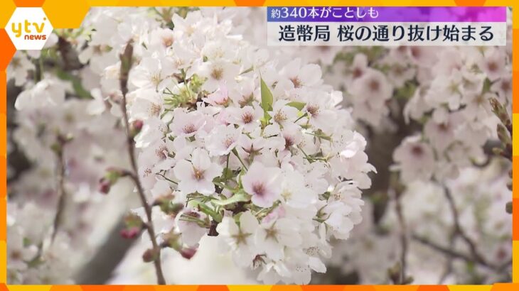 「かわいかったです」造幣局の『桜の通り抜け』一般公開始まる　まだ二分咲きで見ごろは週明け後半に