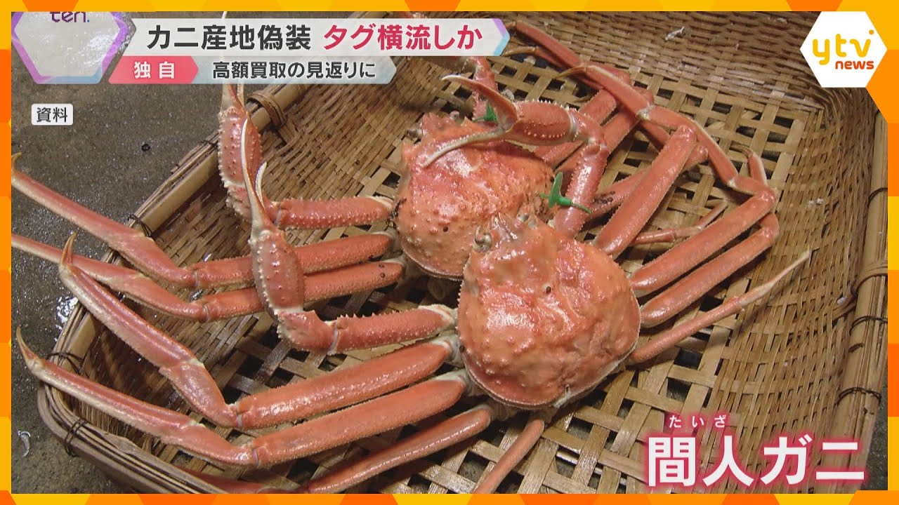 「船主の奥さんが渡していた」幻のカニ『間人ガニ』産地偽装事件　漁船から証明タグの横流し受けたか