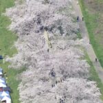 京都・八幡の桜の名所「背割桜」が満開に　２２０本の桜のトンネル完成